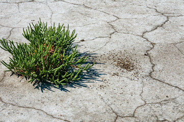 Сommon glasswort, glasswort (Salicornia europaea), Salt tolerant plants on cracked earth at the...