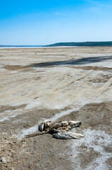 Skeleton of a dead and salted bird on a cracked dry muddy bottom of the Kuyalnik estuary, Ukraine