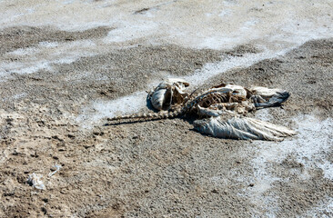 Skeleton of a dead and salted bird on a cracked dry muddy bottom of the Kuyalnik estuary, Ukraine