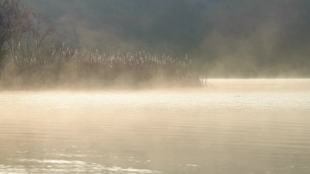 Foggy lake at beautiful morning rising light on bulrush and passing birds. Landscape of misty lake at sunrise.