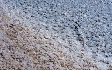 Crystallized salt on a muddy bottom in the upper Kuyalnitsky estuary. Kuyalnik Estuary, Ukraine