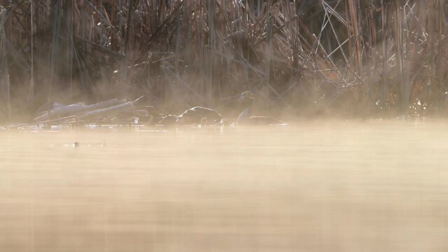 Birds Great crested grebe couple mating in a beautiful foggy lake at sunrise.