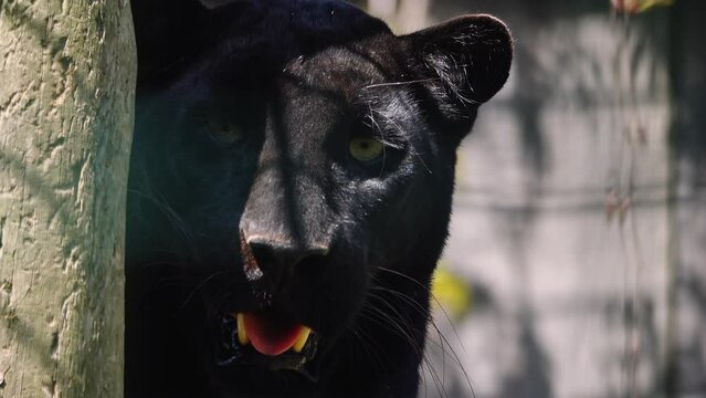 black panther (Panthera pardus) natural outdoor natural setting. slow motion