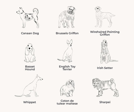 Dog Line Drawing, line art, one color, black and white, vector isolated illustration in black color on white background. Canaan dog, Basenji, Basset Hound, English Toy Terrier, Сoton de tulear maltese
