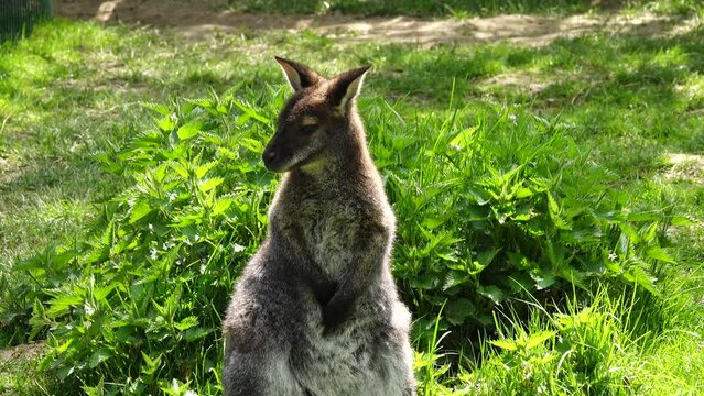 wallabies (Notamacropus rufogriseus) standing on green grass