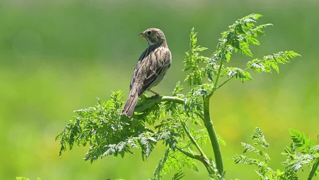 Bird Corn bunting perched on a beautiful green bush lit by sunlight, watching and flies away (Emberiza calandra).