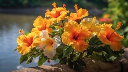 Orange Hibiscus flowers Isolated. Mother's day concept with a copy space. Valentine day concept with a copy space. Greeting Card Concept.
