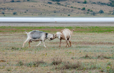 Two domestic goats sort things out, fight with horns in the Kuyalnik estuary valley, Ukraine
