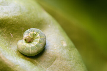 Closeup of a Spodoptera exigua larva on a lettuce leaf