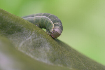 Closeup of a Spodoptera exigua larva on a lettuce leaf