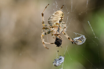 closeup of a spider feeding on a fly caught in its web