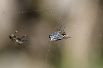 closeup of flies caught in a spider's web