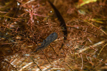 close-up of a tadpole among the roots of the alders
