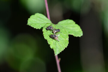 closeup of three flies perched on a blackberry leaf