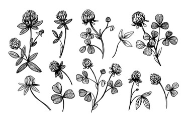 Red clover sketch illustrations. Set of vector objects isolated on transparent background. Floral elements for design.