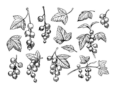 Black currant. sketch illustrations. Set of vector objects isolated on transparent background. Floral elements for design.