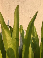 green leaves in the garden with sunshine