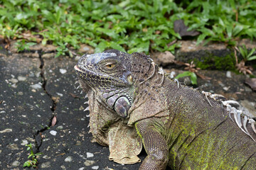 Close up colorful Green Iguana on the ground