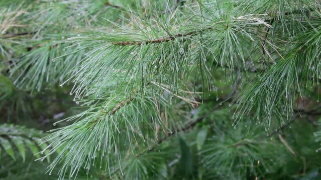 Video of autumn rain on the background of green cedar needles in the forest. Natural background of coniferous tree branches in raindrops. Weather deterioration forecast concept 
