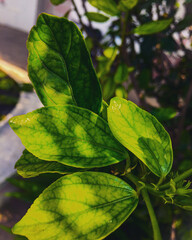 green leaves with sunlight and shadows