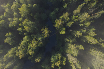 River in the forest. Sunny day. Drone view.