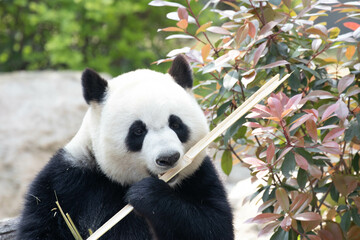 Obraz premium Close up Happy Panda in Chengdu Panda Base, china