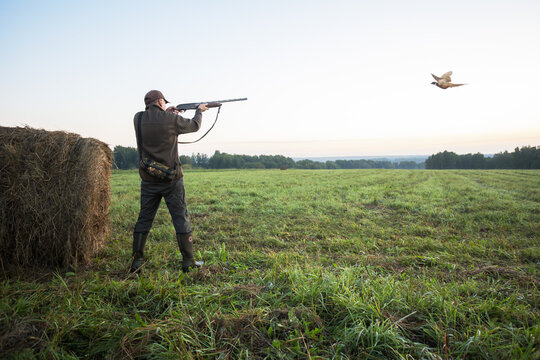 Hunter with shotgun rifle aimng at pheasant in beautiful sunrise. hunting a pheasant.
