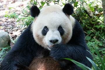 Close up fluffy Panda , Ao Liao aka Oreo , Panda Valley, China