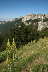 Parc naturel régional du Vercors , Col de la Bataille , 26, Drome, France