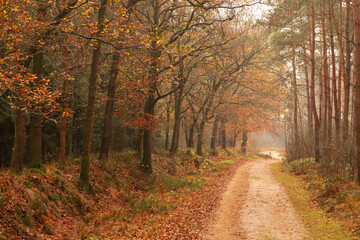 Sandy path through the autumn forest.