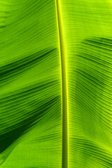 Fresh Green Banana Leaves for Nature Background.
