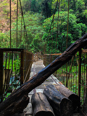 bridge in the woods