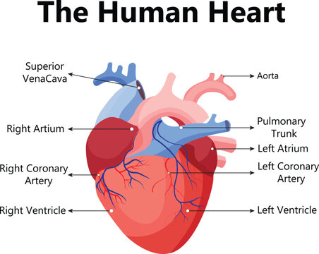 Human heart. The heart with a venous system. Anatomy. Flat vector illustration.