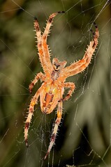 spider on a web