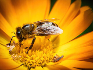 bee on flower collecting pollen