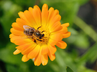 bee on flower collecting pollen