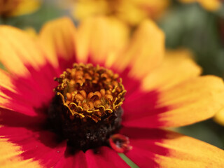 blossom blower from garden with pollen