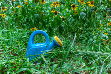 Blue toy watering can in a beautiful green garden. Plastic watering can in green grass near yellow flowers