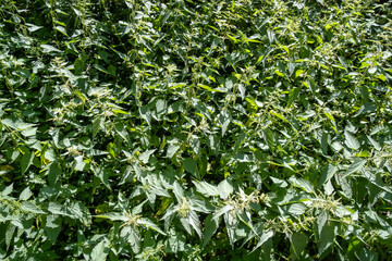 Nettles