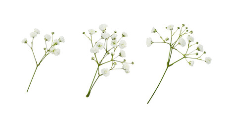 Set of small white gypsophila flowers isolated on white or transparent background - 642435041