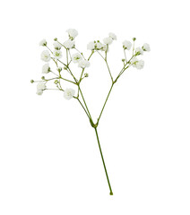 Closeup of small white gypsophila flowers isolated on white or transparent background