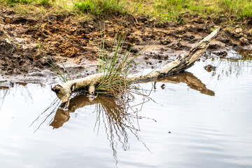 a branch reflected in the water