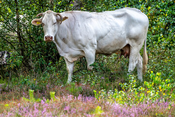 a white cow for the branches on the heath