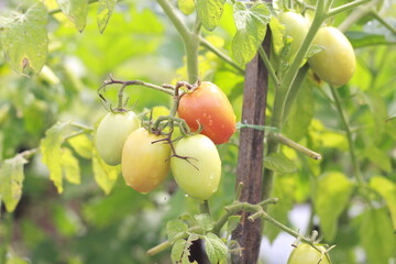 Beautiful orange tomatoes on the farm for web design and decorative, Fresh and ripe tomatoes on the farm, tomatoes on the tree.