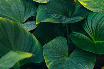 Green leaf texture, nature background