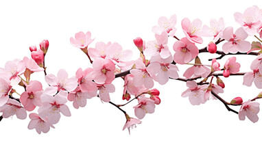 Cherry Blossom on Transparent Background. Generative AI