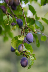 Śliwka węgierka gałązka | Purple plum branch