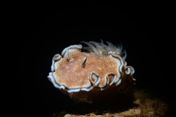 Nudibranch on the substraight 