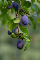 Śliwka węgierka gałąź | Purple plum branch