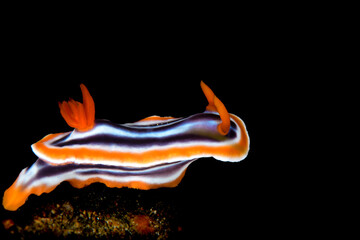 nudibranch in the ocean